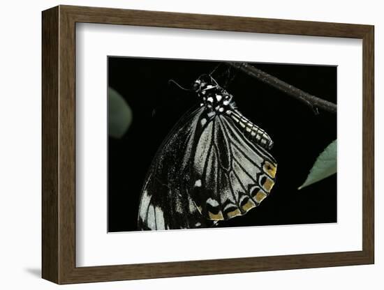 Papilio Clytia (Common Mime Swallowtail)-Paul Starosta-Framed Photographic Print