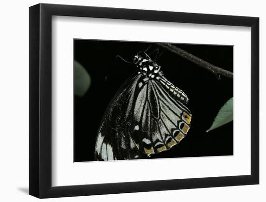 Papilio Clytia (Common Mime Swallowtail)-Paul Starosta-Framed Photographic Print