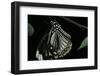 Papilio Clytia (Common Mime Swallowtail)-Paul Starosta-Framed Photographic Print