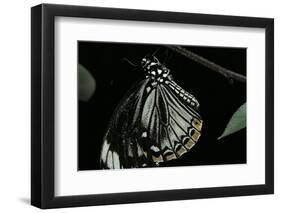 Papilio Clytia (Common Mime Swallowtail)-Paul Starosta-Framed Photographic Print