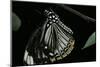 Papilio Clytia (Common Mime Swallowtail)-Paul Starosta-Mounted Photographic Print