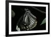 Papilio Clytia (Common Mime Swallowtail)-Paul Starosta-Framed Photographic Print