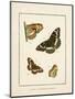 Papilio Collectio-The Vintage Collection-Mounted Art Print