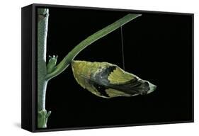 Papilio Dardanus (African Swallowtail, Mocker Swallowtail Butterfly) - Pupa before Emergence-Paul Starosta-Framed Stretched Canvas