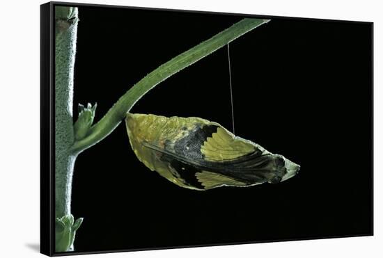 Papilio Dardanus (African Swallowtail, Mocker Swallowtail Butterfly) - Pupa before Emergence-Paul Starosta-Framed Stretched Canvas