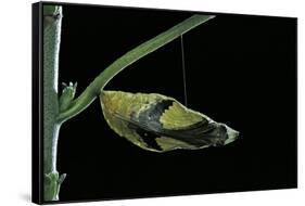 Papilio Dardanus (African Swallowtail, Mocker Swallowtail Butterfly) - Pupa before Emergence-Paul Starosta-Framed Stretched Canvas