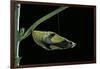 Papilio Dardanus (African Swallowtail, Mocker Swallowtail Butterfly) - Pupa before Emergence-Paul Starosta-Framed Photographic Print