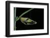 Papilio Dardanus (African Swallowtail, Mocker Swallowtail Butterfly) - Pupa before Emergence-Paul Starosta-Framed Photographic Print