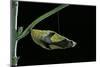 Papilio Dardanus (African Swallowtail, Mocker Swallowtail Butterfly) - Pupa before Emergence-Paul Starosta-Mounted Photographic Print