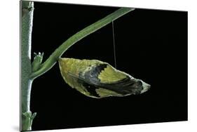 Papilio Dardanus (African Swallowtail, Mocker Swallowtail Butterfly) - Pupa before Emergence-Paul Starosta-Mounted Photographic Print
