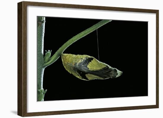 Papilio Dardanus (African Swallowtail, Mocker Swallowtail Butterfly) - Pupa before Emergence-Paul Starosta-Framed Photographic Print