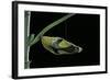 Papilio Dardanus (African Swallowtail, Mocker Swallowtail Butterfly) - Pupa before Emergence-Paul Starosta-Framed Photographic Print