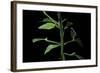 Papilio Dardanus (African Swallowtail, Mocker Swallowtail Butterfly) - Pupae-Paul Starosta-Framed Photographic Print