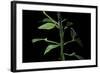 Papilio Dardanus (African Swallowtail, Mocker Swallowtail Butterfly) - Pupae-Paul Starosta-Framed Photographic Print