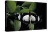 Papilio Dardanus (African Swallowtail, Mocker Swallowtail Butterfly)-Paul Starosta-Stretched Canvas