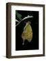 Papilio Dardanus (African Swallowtail, Mocker Swallowtail Butterfly)-Paul Starosta-Framed Photographic Print