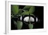 Papilio Dardanus (African Swallowtail, Mocker Swallowtail Butterfly)-Paul Starosta-Framed Photographic Print