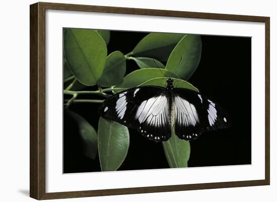 Papilio Dardanus (African Swallowtail, Mocker Swallowtail Butterfly)-Paul Starosta-Framed Photographic Print