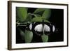 Papilio Dardanus (African Swallowtail, Mocker Swallowtail Butterfly)-Paul Starosta-Framed Photographic Print