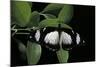 Papilio Dardanus (African Swallowtail, Mocker Swallowtail Butterfly)-Paul Starosta-Mounted Photographic Print