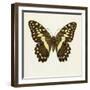 Papilio Demadocus-null-Framed Art Print