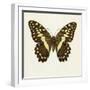 Papilio Demadocus-null-Framed Art Print