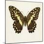 Papilio Demadocus-null-Mounted Art Print