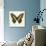 Papilio Demadocus-null-Art Print displayed on a wall