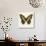 Papilio Demadocus-null-Art Print displayed on a wall