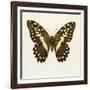 Papilio Demadocus-null-Framed Art Print