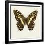 Papilio Demadocus-null-Framed Art Print