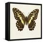 Papilio Demadocus-null-Framed Stretched Canvas