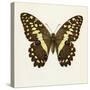 Papilio Demadocus-null-Stretched Canvas