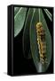 Papilio Epiphorbas (Tearful Swallowtail) - Caterpillar-Paul Starosta-Framed Stretched Canvas