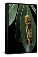 Papilio Epiphorbas (Tearful Swallowtail) - Caterpillar-Paul Starosta-Framed Stretched Canvas