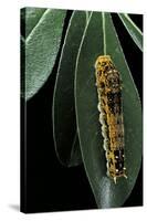 Papilio Epiphorbas (Tearful Swallowtail) - Caterpillar-Paul Starosta-Stretched Canvas