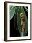 Papilio Epiphorbas (Tearful Swallowtail) - Caterpillar-Paul Starosta-Framed Photographic Print