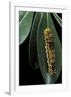 Papilio Epiphorbas (Tearful Swallowtail) - Caterpillar-Paul Starosta-Framed Photographic Print