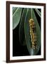 Papilio Epiphorbas (Tearful Swallowtail) - Caterpillar-Paul Starosta-Framed Photographic Print