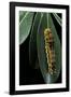 Papilio Epiphorbas (Tearful Swallowtail) - Caterpillar-Paul Starosta-Framed Photographic Print