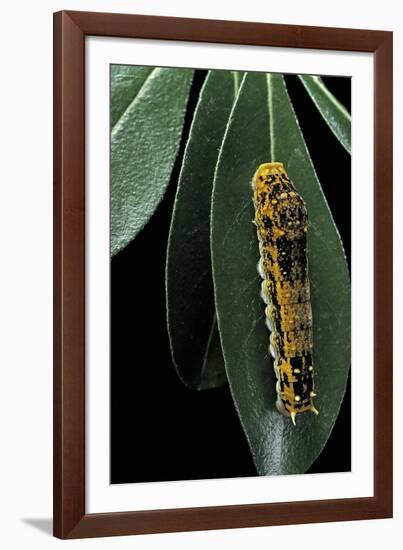 Papilio Epiphorbas (Tearful Swallowtail) - Caterpillar-Paul Starosta-Framed Photographic Print