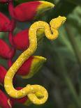 Eyelash Viper Snake on Heliconia Flower-Papilio-Framed Stretched Canvas