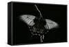 Papilio Lowi (Great Yellow Swallowtail, Asian Swallowtail)-Paul Starosta-Framed Stretched Canvas