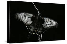 Papilio Lowi (Great Yellow Swallowtail, Asian Swallowtail)-Paul Starosta-Stretched Canvas
