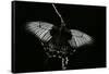 Papilio Lowi (Great Yellow Swallowtail, Asian Swallowtail)-Paul Starosta-Framed Stretched Canvas