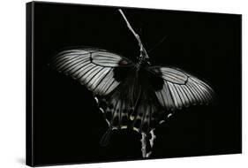 Papilio Lowi (Great Yellow Swallowtail, Asian Swallowtail)-Paul Starosta-Framed Stretched Canvas