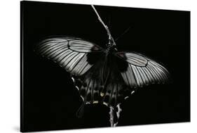 Papilio Lowi (Great Yellow Swallowtail, Asian Swallowtail)-Paul Starosta-Stretched Canvas