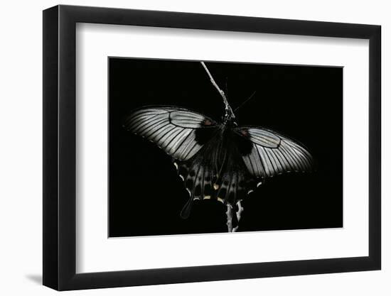 Papilio Lowi (Great Yellow Swallowtail, Asian Swallowtail)-Paul Starosta-Framed Premium Photographic Print