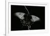 Papilio Lowi (Great Yellow Swallowtail, Asian Swallowtail)-Paul Starosta-Framed Photographic Print