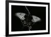 Papilio Lowi (Great Yellow Swallowtail, Asian Swallowtail)-Paul Starosta-Framed Photographic Print